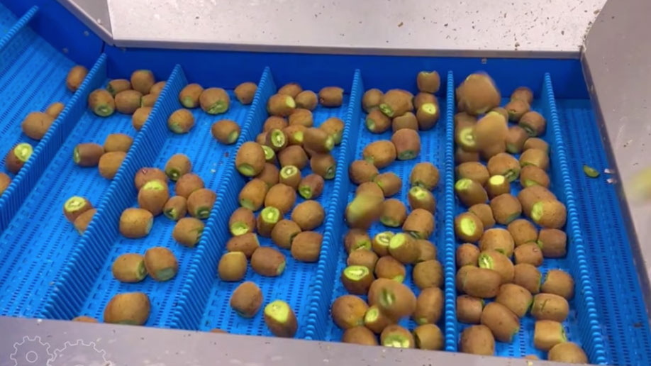 Kiwi Processing Line
